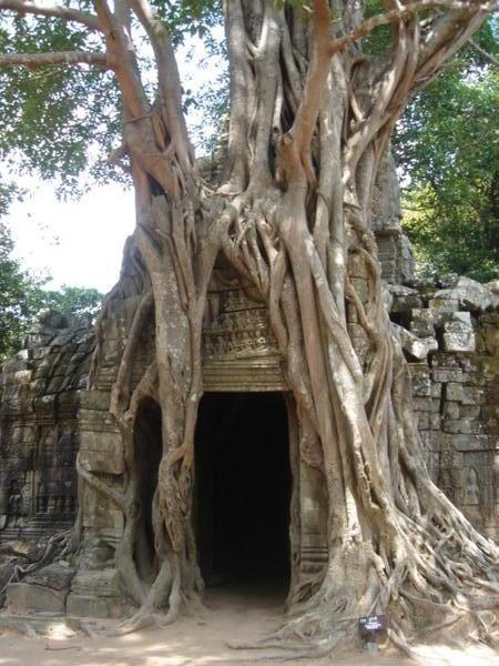 Temple overgrown with Tree