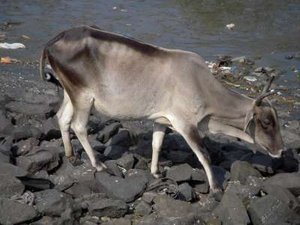 Elephanta Island Oxen