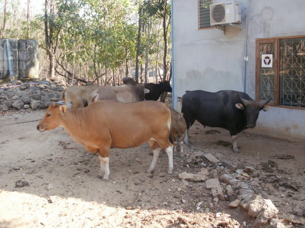 Cows in the temple