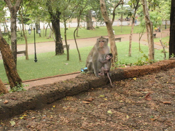 Monkeys around the temple