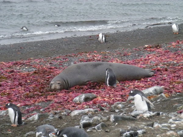 Elephant seal surrounded by seaweed