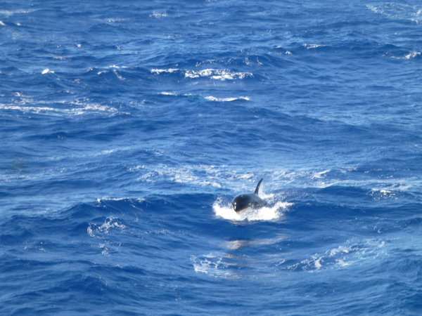 Killer whale on way back across theDrake passage