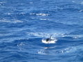Killer whale on way back across theDrake passage
