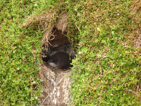Penguin Chick in burrow