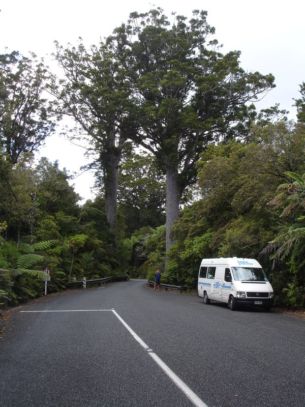 026 Waipoua forest