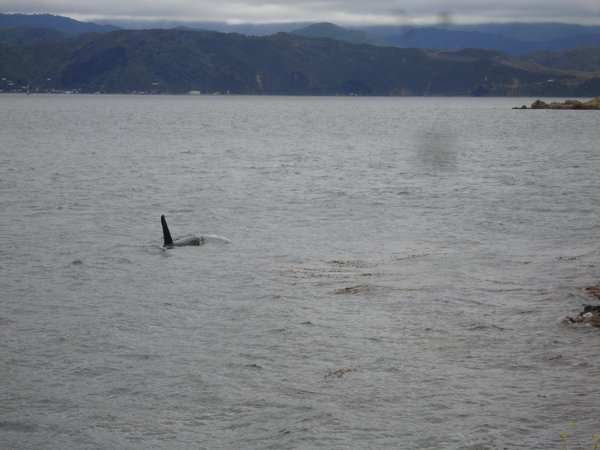 orcas wellington harbour