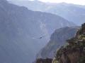 Colca Canyon 024