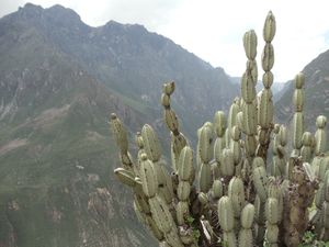 Colca Canyon Brett 020