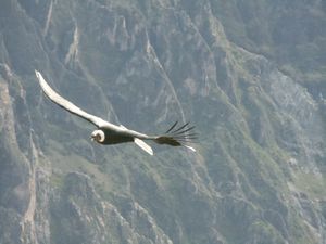 Colca Canyon Brett 010