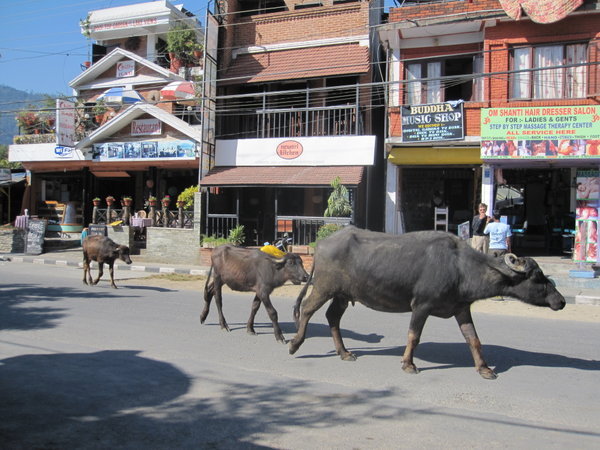 Traffic in Pokhara