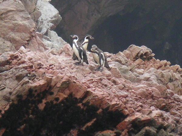 Penguins at islas ballistas
