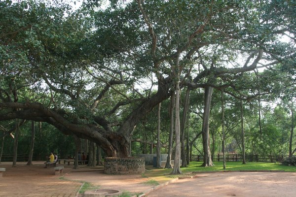 An Ancient Banyan Tree