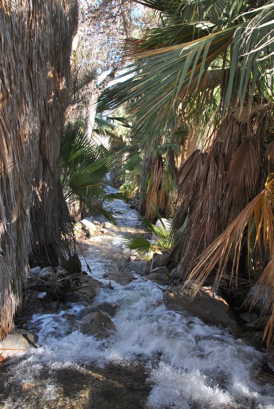 Palm Springs Oasis - Indian Canyons