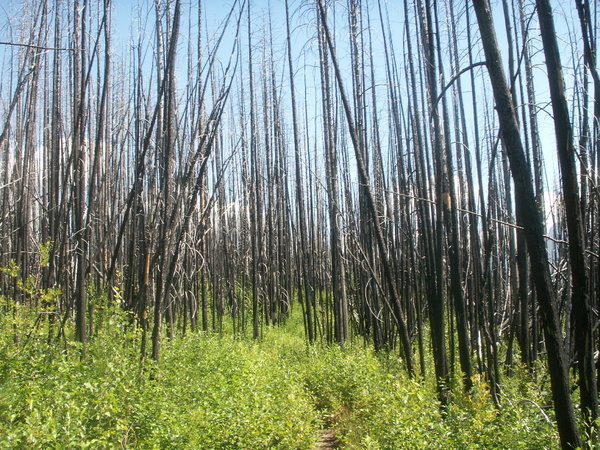 Part of Fire of 2003