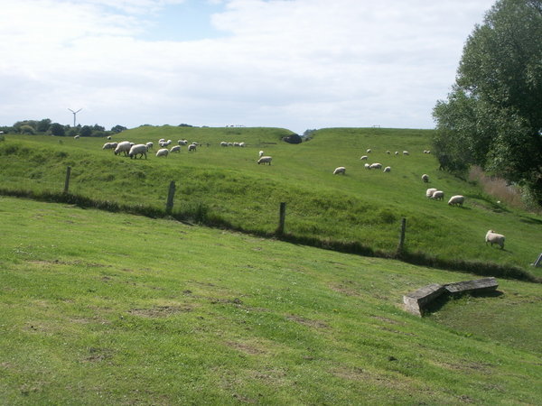 Danish Countryside