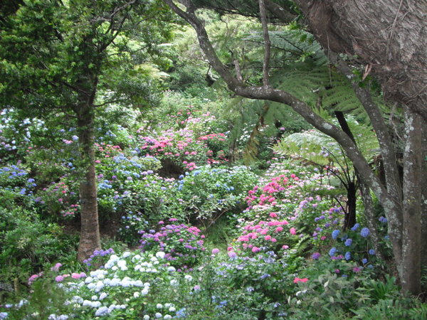 Hydrangeas in Wellington Botanic Gardens