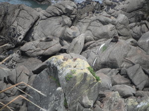 Can you find the seals?