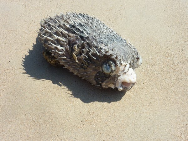 Pufferfish At Railay Beach