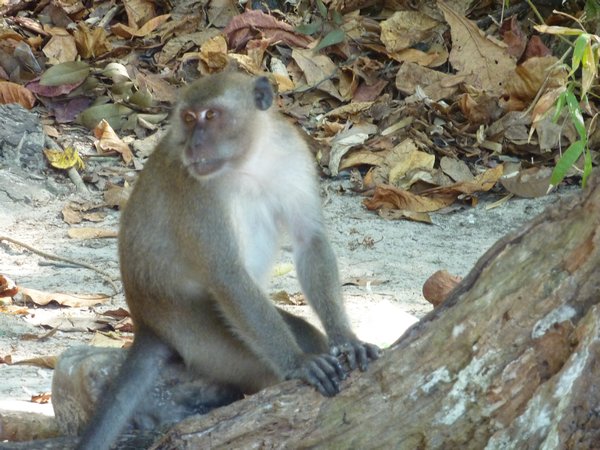 Monkey at Monkey Bay