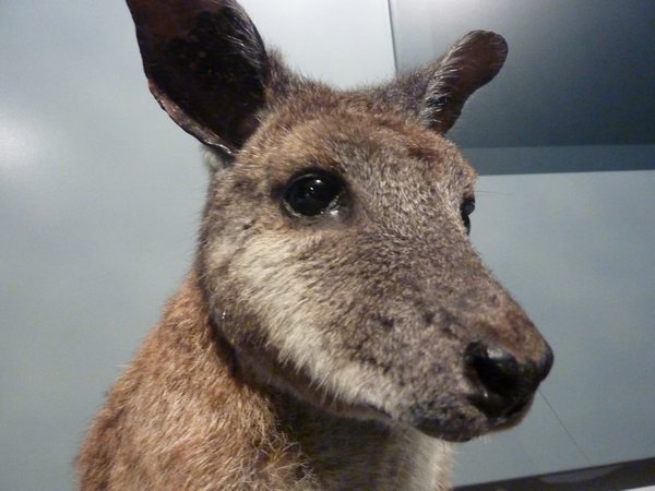 Kangaroo in Museum