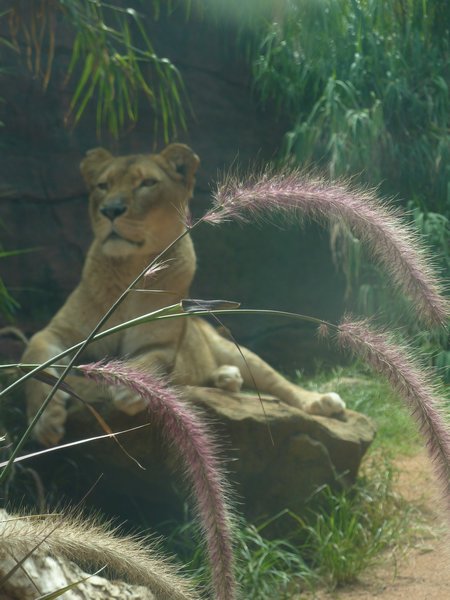 Huge Lioness