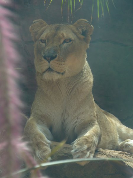 Huge Lioness