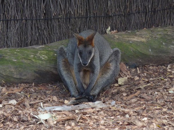 Wallaby on drugs...
