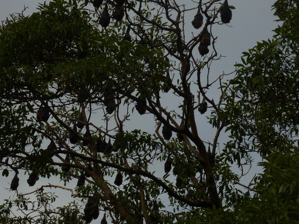 Fruit bats in the park