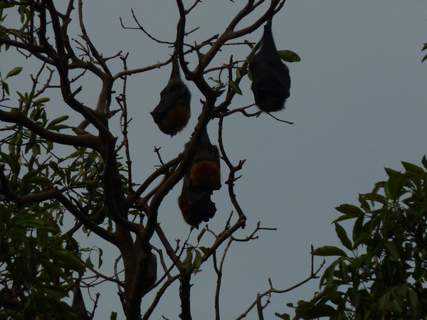 Fruit bats in the park