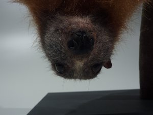 Fruit bat in Museum