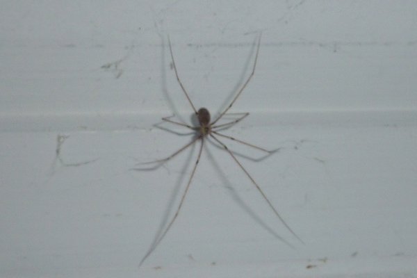 daddy long legs spider!!