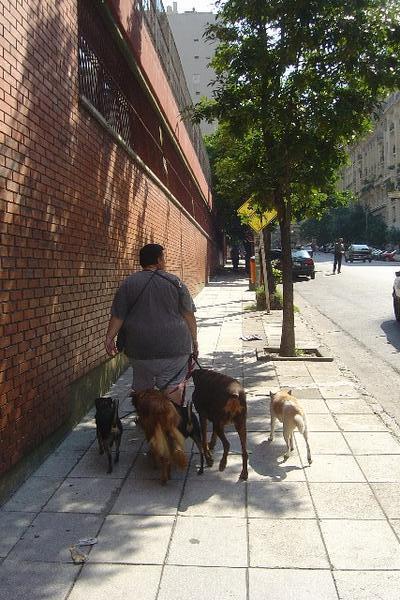 Dog-Walking is BIG in Buenos Aires
