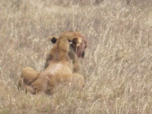 Resting lioness