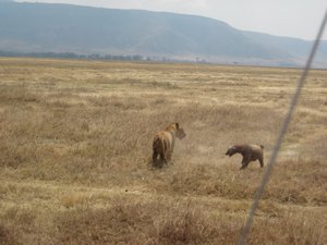 Lioness vs. Hyena