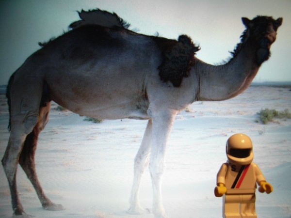 the stig sizing up a camel
