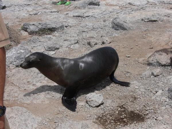 Female Seal