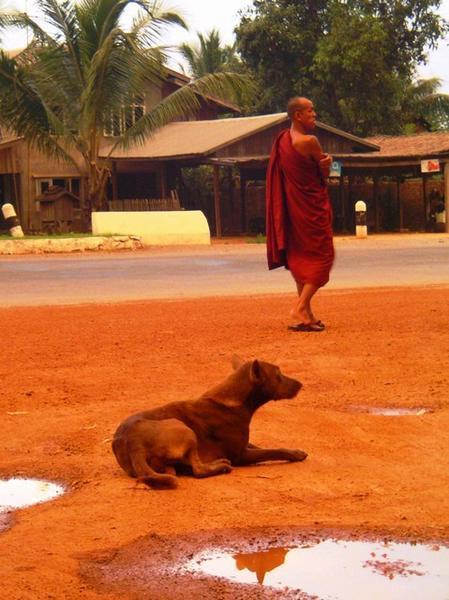 Dogs and Monks in Mandalay