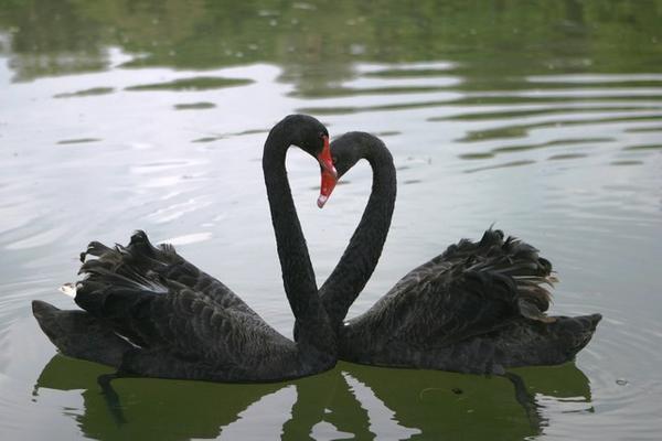 Black Swans at National Kandawgyi Gardens