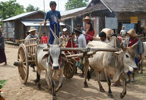 A kid drives his ox cart past the market