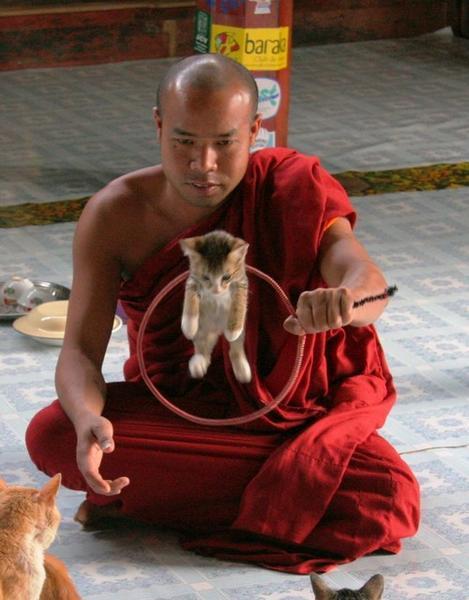 A Burmese kitten jumping at the cat temple