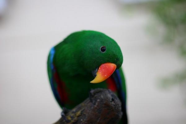 A curious parrot