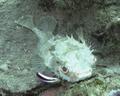 A porcupine fish at a cleaning station