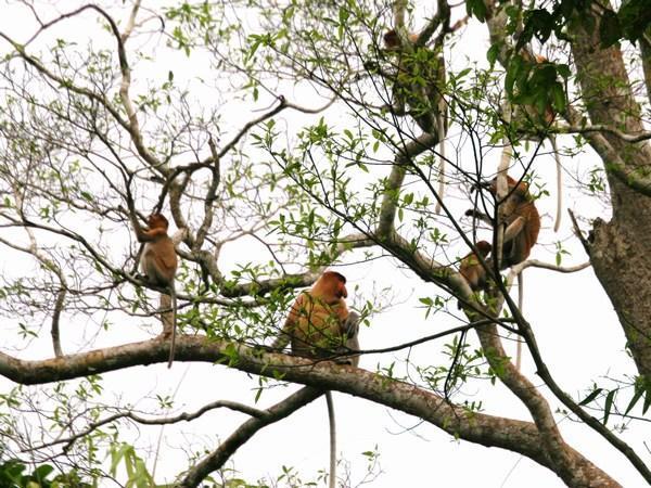 Proboscis monkeys next to the river