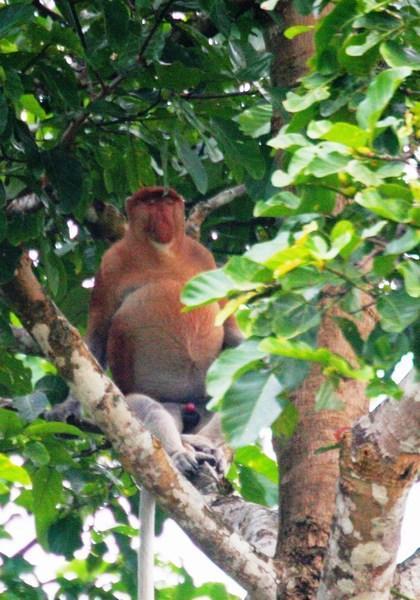 An alpha male proboscis monkey displaying his proboscises