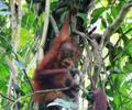 One week old orangutan