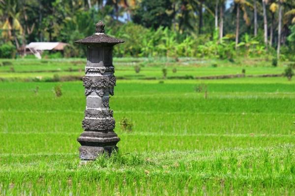 Pahoda in a rice paddy at Ubud
