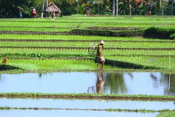 More rice paddies