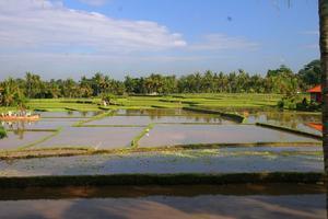 Rice paddies at Ubud