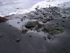 Turtle - Punalu'u Black Sand Beach