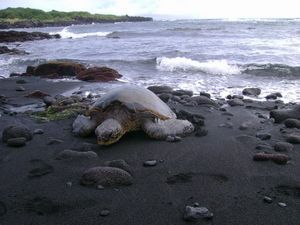 Turtle 2 - Punalu'u Black Sand Beach